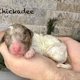 Chickadee - Merle female Bernedoodle puppy in Midland, Michigan from Northern Charm Farm