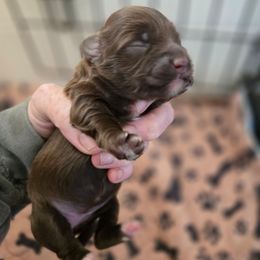 Maria - Chocolate brindle female Havapoo puppy in Siloam Springs, Arkansas from Kingdom Bound By Design