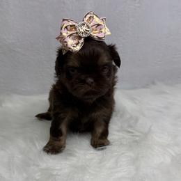 Queen Alexandria - Chocolate and tan female Shih Tzu puppy in Columbia, Kentucky from Lisa Bandy Luxe Shih Tzu