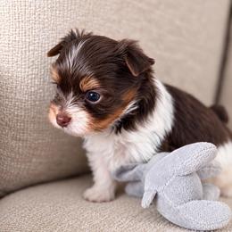 Freddie - Tan and white male Yorkshire Terrier puppy in Jacksonville, Florida from Yorktown Yorkies