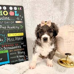 Jacqueline - female Golden Mountain Doodle puppy in Victoria, Texas from Deidre's Doodles