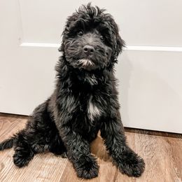 Cam - Black and white female Aussiedoodle puppy in Flagstaff, Arizona from Gunstock Doodles