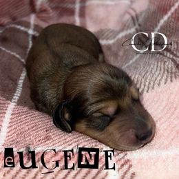 Eugene - Cream male Dachshund puppy in Huntington, Texas from Camacho_Dachshunds