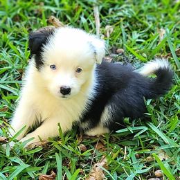 Polar - with blue eyes - Black female Border Collie puppy in Watkinsville, Georgia from Solaras Border Collies