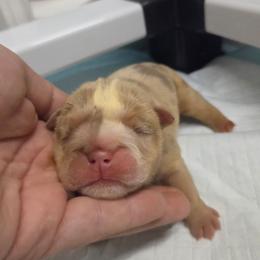 Girl 2 - Chocolate tri-color female Bulldog puppy in Lewisberry, Pennsylvania from Salted Rim Corgis