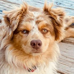 Sis - Miniature Australian Shepherd