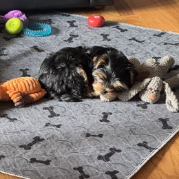 Yorkshire Terrier Puppies from Yorkie Puppies Redwood Ranch Chicago