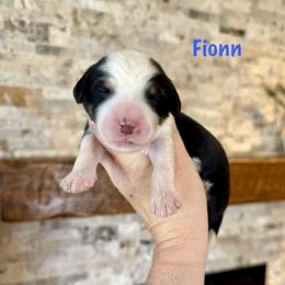 Fionn - Tri-color male Bernedoodle puppy in Midland, Michigan from Northern Charm Farm