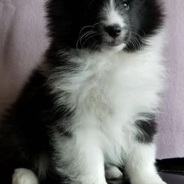 Shetland Sheepdogs from Karefree Shelties