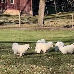 Samoyed Puppies from Velvet Sky Samoyeds (Puppies Due 3/26/22) Accepting applications now