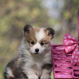 Cardigan Welsh Corgi and Pembroke Welsh Corgi Puppies from QueenE Corgi Farm