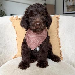 Onyx - Chocolate male Labradoodle puppy in Newark, Ohio from Raising Doodles