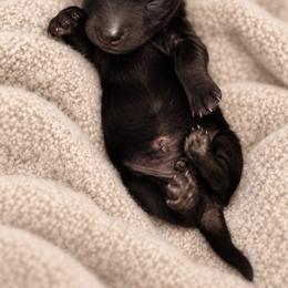 Pip - Black and tan male Dachshund puppy in Riverton, Wyoming from Wild Rose Ridge Doxies