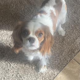 Cavalier King Charles Spaniel puppies from Christina’s Cavaliers