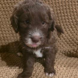 Truffle girl 5 - Chocolate female Labradoodle puppy in Churchill County Fallon, Nevada from Card Family Ranch