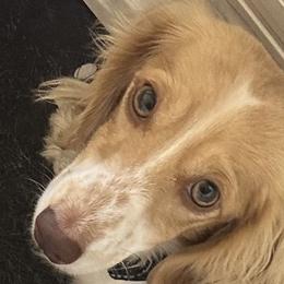 Nona - Dachshund