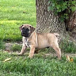 Green collar male - Brown male Boerboel puppy in Guysville, Ohio from Fueled Kennel