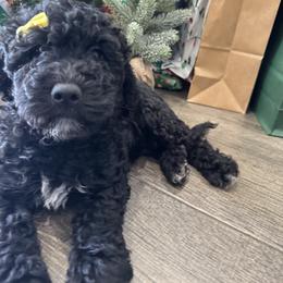 Belle of Louisville - Black female Goldendoodle puppy in Camden, North Carolina from Oopsie Doodles of NC