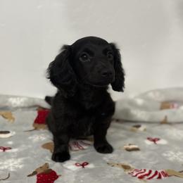 Poppy - Dachshund