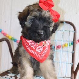 Mel - Wheaten female Whoodle puppy in Smallett, Missouri from Leshas Whoodles