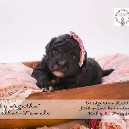 Lady Agatha - pink collar - Black female Bernedoodle puppy in Lexington, North Carolina from Deborah’s Doodles