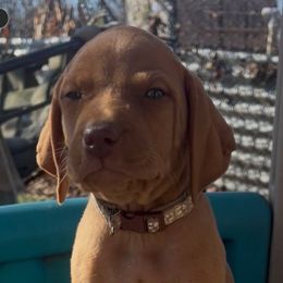 Male 5th pick - Golden rust male Vizsla puppy in Boaz, Alabama from MountainTop Vizslas