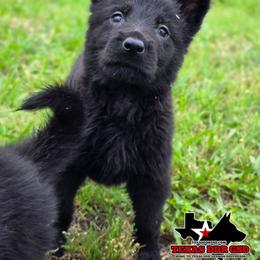 Red Girl - Juliet - Black female German Shepherd puppy in Purdon, Texas from TEXAS DDR GSD