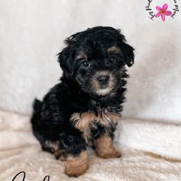 Confetti - Phantom female Maltipoo puppy in Kula, Hawaii from Toy Poodle & Maltipoo Maui