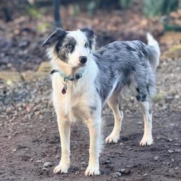 Poppy - Border Collie