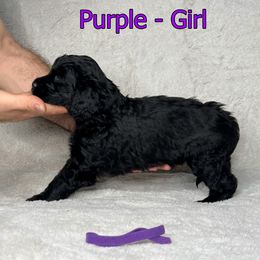 Goldendoodle and Poodle Puppies from Poodles and Doodles By Grace