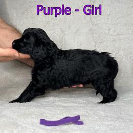 Goldendoodle and Poodle Puppies from Poodles and Doodles By Grace