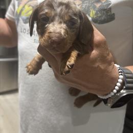 Milo - Dapple male Dachshund puppy in Tomball, Texas from Gutierrez House of Doxies