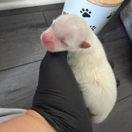 White B - White female Pomeranian puppy in Cheektowaga, New York from Luxe Legacy Pomeranians