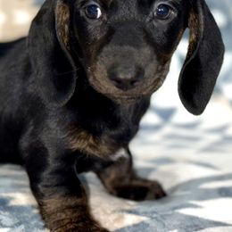 Goblin - Black male Dachshund puppy in Fredonia, Arizona from Desert Horizon Dachshunds