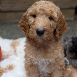 Blue Collar - Apricot male Goldendoodle puppy in Olympia, Washington from Sinclairdoodles