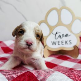Penne- Green Collar - White female Bernedoodle puppy in Katy, Texas from Bluebonnet Bernedoodles of Southeast Texas