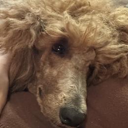 Poodles from Kathryn Casey