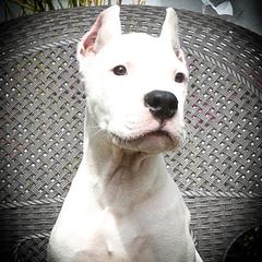 Adonis- Boy 2 - White male Dogo Argentino puppy in San Diego, California from Debonair Dogos