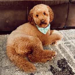 Goldendoodles from GPS Doodles