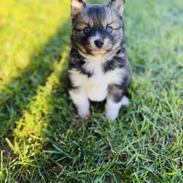Jinu - Wolf sable male Pomsky puppy in Yavapai County, Arizona from Pawsh Pomskies