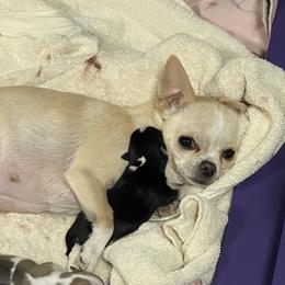 Phiona - Chihuahua