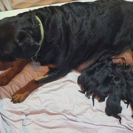 Alex - Black and mahogany male Rottweiler puppy in Humboldt, Arizona from Guardian Angel Rottweiler