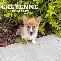 Cheyenne - Pembroke Welsh Corgi puppy in Eau Galle, Wisconsin from Rocking Ridge Ranch