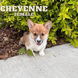 Cheyenne - Pembroke Welsh Corgi puppy in Eau Galle, Wisconsin from Rocking Ridge Ranch