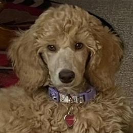 Poodles from CURLS KENNEL