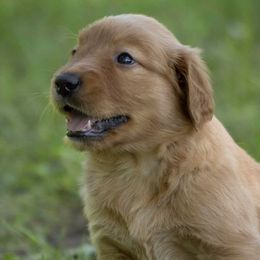 Golden Retrievers from Shady Grove Goldens
