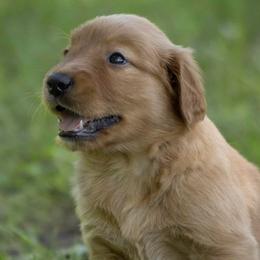 Golden Retrievers from Shady Grove Goldens