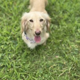 Bree - Dachshund