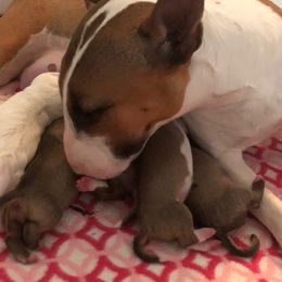 Miniature Bull Terrier Puppies from Tonka Miniature Bull Terriers