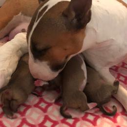 Miniature Bull Terrier Puppies from Tonka Miniature Bull Terriers